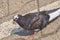 Pigeon standing peacefully on concrete mixed with gravel