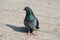 Pigeon standing peacefully on concrete mixed with gravel tiles overlooking surrounding and enjoying warm sun