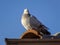 Pigeon standing on the roof, standing alone in the cold, cold pigeons, pigeon blue sky and photos