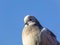 Pigeon standing on the roof, standing alone in the cold, cold pigeons, pigeon blue sky and photos