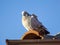 Pigeon standing on the roof, standing alone in the cold, cold pigeons, pigeon blue sky and photos