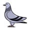 Pigeon Standing with Shadow. Grey Bird. Birds from Different parts of World. Common Birds.