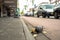 Pigeon stands on the sidewalk eating a sandwich