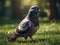 A pigeon stands still on lush green grass.