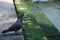 Pigeon staring at the water in Venice