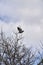 Pigeon starting to fly from a tree