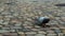 Pigeon on a stone pavement found under the wrapper of the candy and cut up his food to be found.