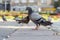 Pigeon on the Street