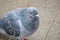 Pigeon on the street in London, England