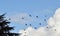 Pigeon swarm in the french sky, Dunkirk.