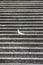 Pigeon symbol of peace on the steps of the monastery in Monte Cassino.