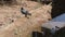 A pigeon takes a bath in flowing water to get relief from the heat