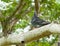 Pigeon on a Tree Branch