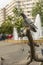 Pigeon on tree branch
