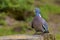 Pigeon, UK