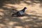 A pigeon under tree shadow