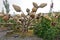 Pigeon Valley in Cappadocia. Clay pots and old wooden wheels hang on the branches of a dry tree.