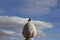Pigeon waiting on a column, Lisbon
