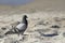 The pigeon walk on the beach