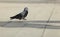 Pigeon walking