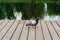 Pigeon walking along the pier in the park.