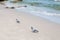 Pigeon is walking on the beach