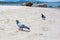 Pigeon is walking on the beach