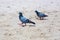 Pigeon is walking on the beach