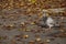 Pigeon walking on fallen leaves in autumn