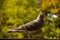 Pigeon walking on a green background