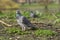 Pigeon  walking on the ground with sand and plants in a parc animal in the city