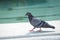 Pigeon walking on paving stones in the city . One dove stand up on marble wall