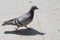 Pigeon walking on paving stones in the city . One dove stand up on marble wall . Feral pigeons, also called city doves, city