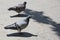 Pigeon walking on paving stones in the city . One dove stand up on marble wall . Feral pigeons, also called city doves, city