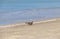 A pigeon walks on the beach close to the water