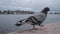 Pigeon walks on a granite