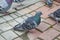 The pigeon walks on the pavement. Gray tiles