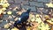 Pigeon walks on a paving slab covered with autumn leaves