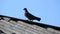 A pigeon walks on the roof of a house against a blue sky.