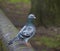 PIGEON ON A WALL