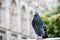 Pigeon on a wall of a museum in London England