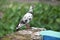 Pigeon on the wall watching me