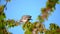 A pigeon wanders on a branch of a cherry tree and tries to get some food for it with pecking