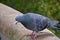 Pigeon Watching Downwards On A Bridge