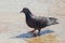 Pigeon in the water in a fountain