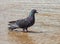 Pigeon in the water in a fountain