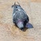 Pigeon in the water in a fountain