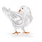 Pigeon white bird vector