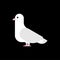Pigeon white isolated. Dove on black background. Vector illustration
