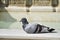 Pigeon in white marble fountain